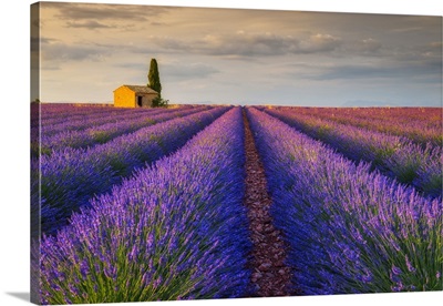 France, Provence-Alpes-Cote d'Azur, House With Cypress In Lavender Field