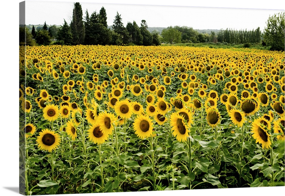 France, Provence-Alpes-Cote d'Azur, Provence, Summer Sunflower fields
