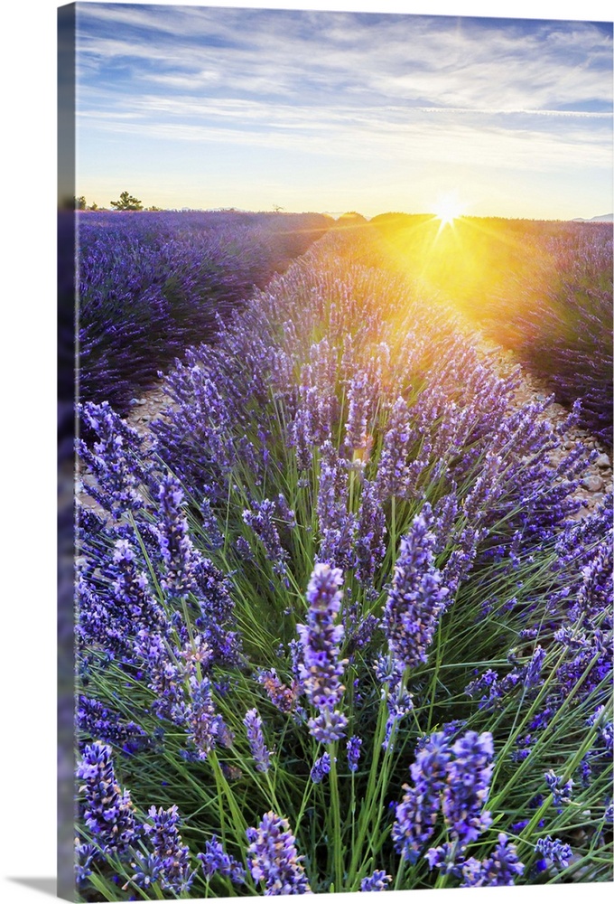 France, Provence-Alpes-Cote d'Azur, Provence, Valensole, Lavender field at sunset, near Valensole