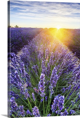 France, Provence-Alpes-Cote d'Azur, Provence, Valensole, Lavender field at sunset