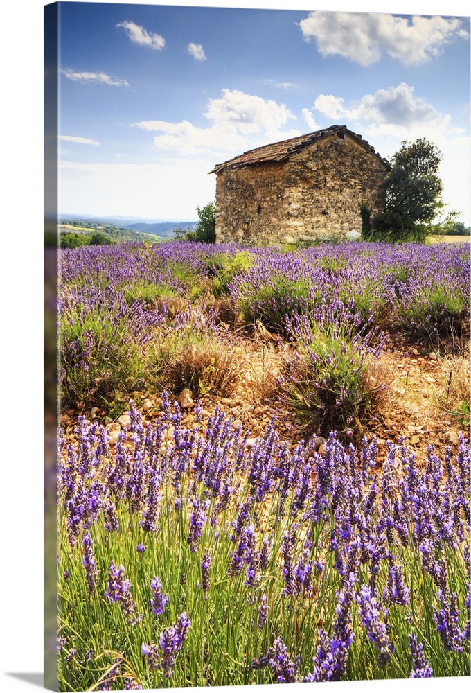France, Provence-Alpes-Cote d'Azur, Provence, Alpes-de-Haute-Provence, Valensole, Lavender field near Valensole