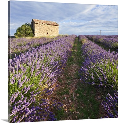 France, Provence-Alpes-Cote d'Azur, Provence, Valensole, Lavender fields