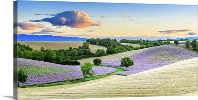 France, Provence-Alpes-Cote d'Azur, Provence, Valensole, Lavender fields near Valensole