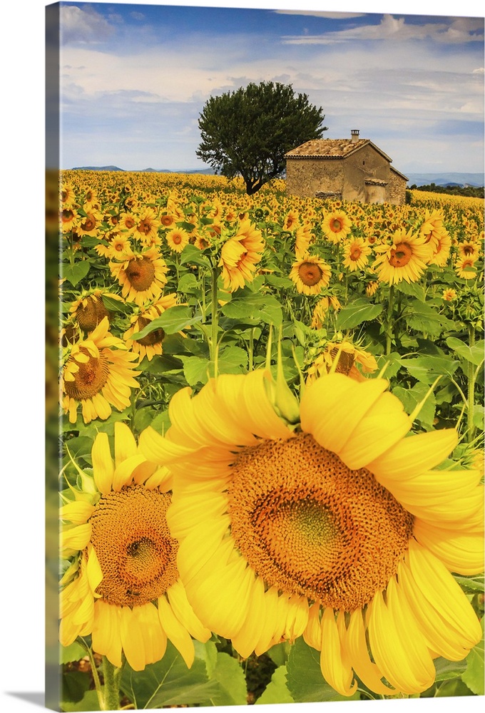 France, Provence-Alpes-Cote d'Azur, Provence, Valensole, Sunflower field near Valensole