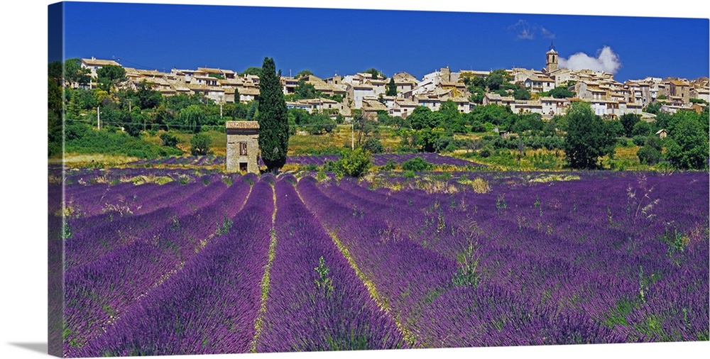 France, Provence-Alpes-C..te d'Azur, Puimosson, Lavender field