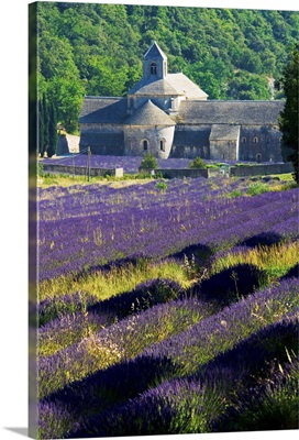 France, Provence-Alpes-Cote d'Azur, The Abbey with lavender fields