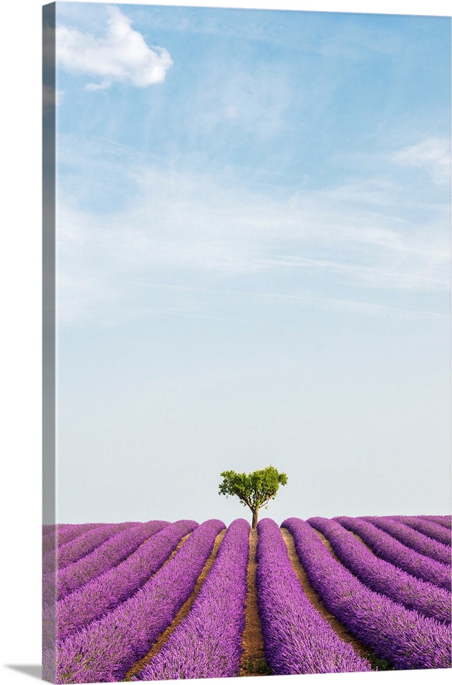 France, Provence-Alpes-Cote d'Azur, Valensole, Lavender field on the plateau.