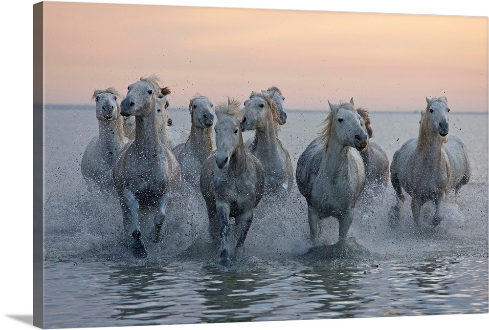 France, Provence, Camargue, Bouches-du-Rhone, Wild horses