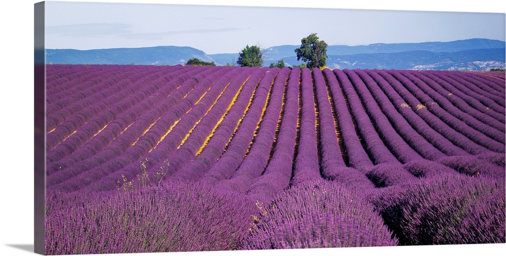 France, Provence, Lavender fields.