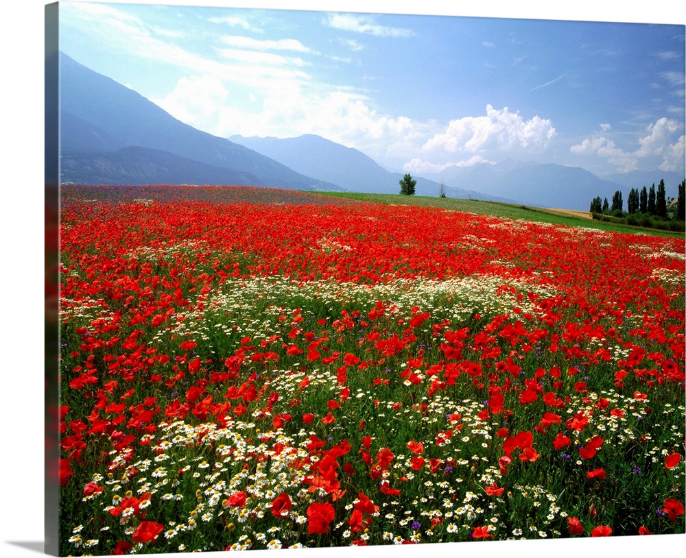 France, Provence, Meadow of poppies and daisies