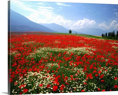 France, Provence, Meadow of poppies and daisies