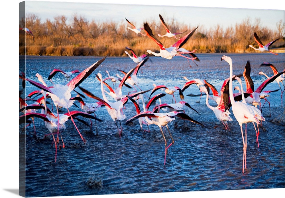 France, Provence, Parc Ornithologique de Pont-de-Gau, Pink Flamingo.