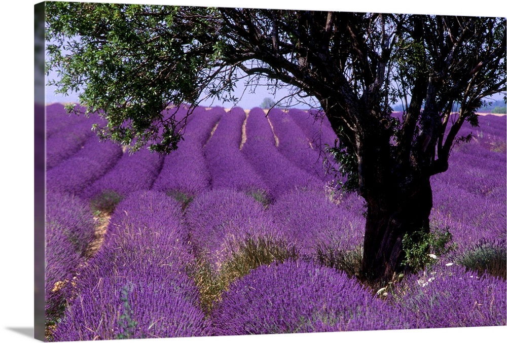 France, Provence, Valensole, Lavender field.