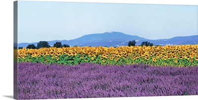 France, Provence, Valensole, Lavender field