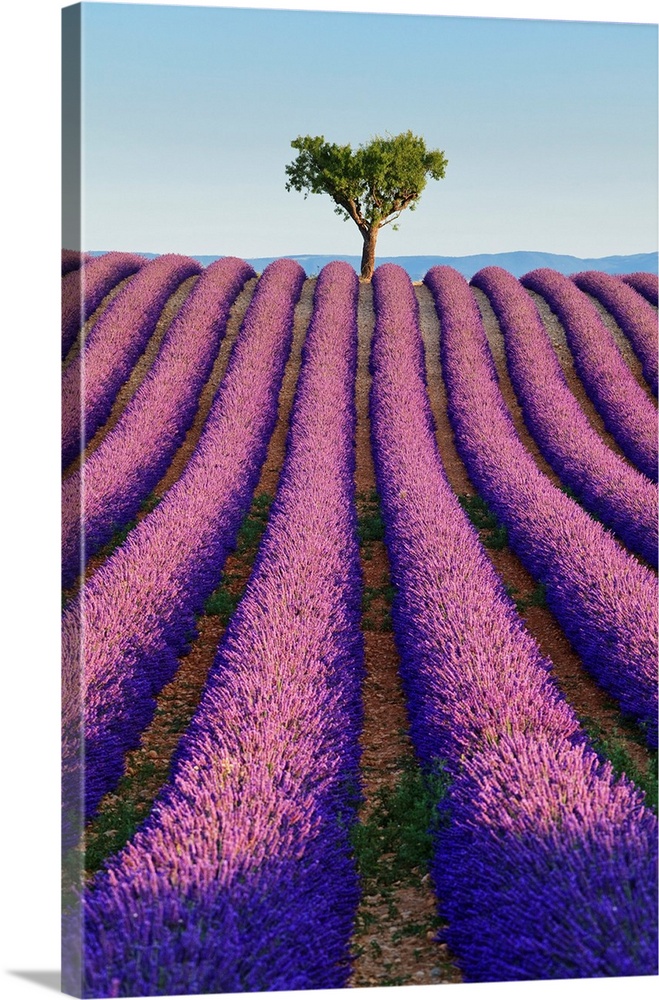 France, Provence, Valensole, Lavender fields near Valensole.