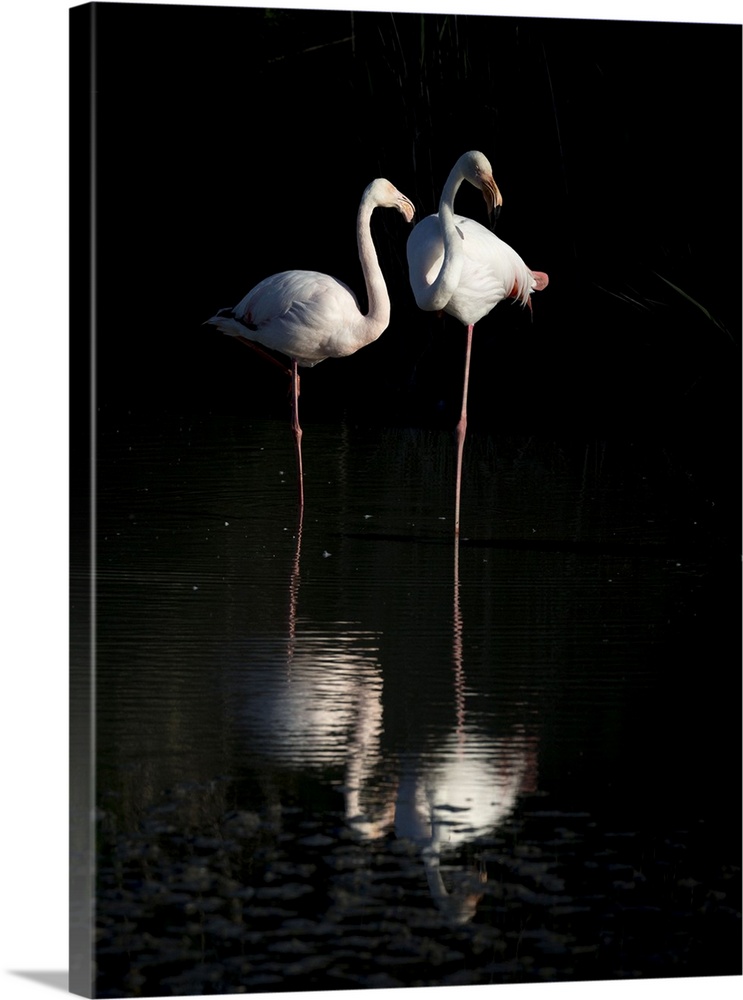France, Saintes-Maries-de-la-Mer, Regional Nature Park of the Camargue, A pair of flamingos rest at sunset