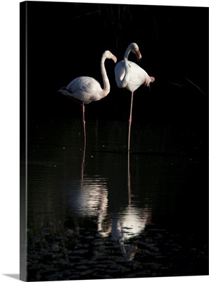 France, Regional Nature Park Of The Camargue, A Pair Of Flamingos Rest At Sunset