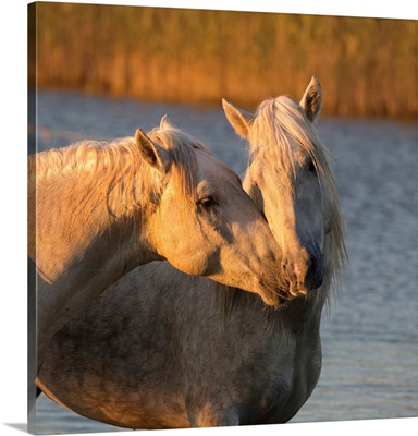 France, Regional Nature Park Of The Camargue, Two White Horses Get Close In The Water