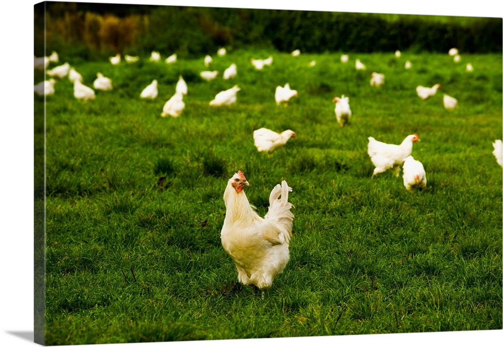 France, Rh..ne-Alpes, Saint-..tienne-du-Bois, Christophe Vuillot poultry farm, the famous chickens of the Bresse