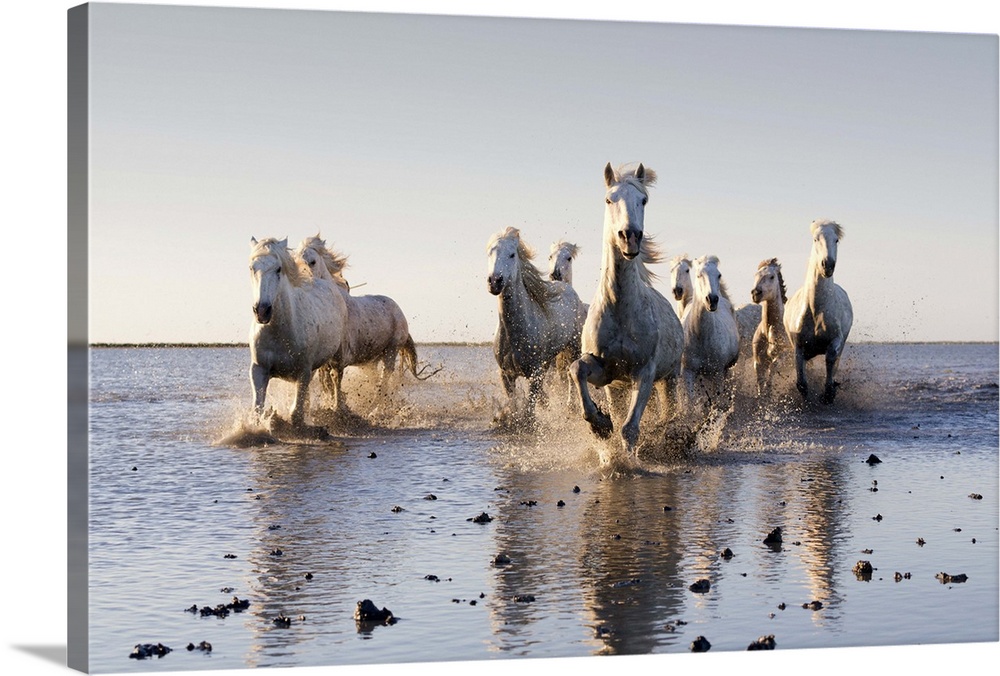 France, Saintes-Maries-de-la-Mer, White horses run through marsh, Camargue National Park