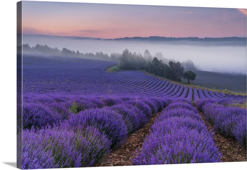 France, Provence-Alpes-Cote d'Azur, Sault, Provence, Alpes-de-Haute-Provence, Blooming lavender field (Lavendula augustifo...