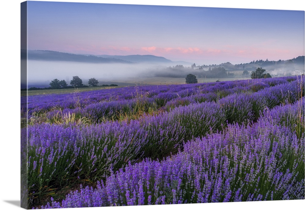 France, Provence-Alpes-Cote d'Azur, Sault, Provence, Alpes-de-Haute-Provence, Blooming lavender field (Lavendula augustifo...