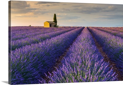 France, Valensole, Provence, Vaucluse, House With Cypress In Lavender Field