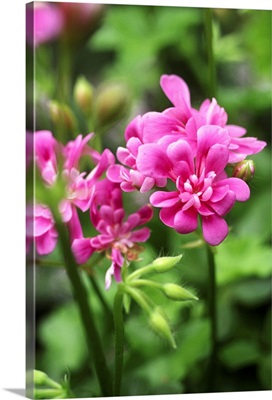 Geranium (Pelargonium Pink Gay Baby)