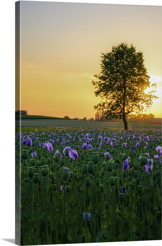 Germany, Bavaria, Upper Bavaria, Dachau, Field of opium poppies (Papaver somniferum) in the evening light.