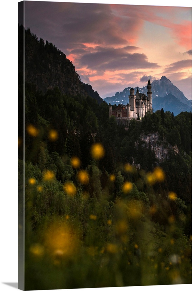 Germany, Bavaria, Neuschwanstein castle and surrounding landscape with spring flower blossom at sunset.