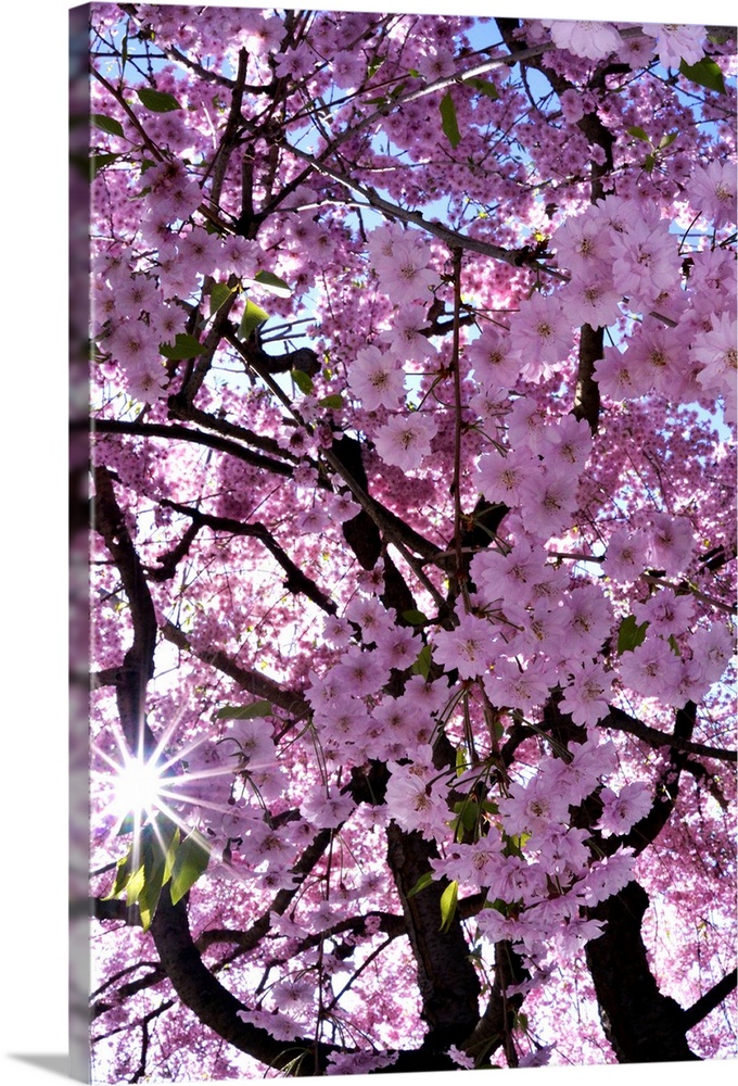Germany, North Rhine-Westphalia, Dusseldorf, Cherry blossom in the Eko House Japanese Garden.