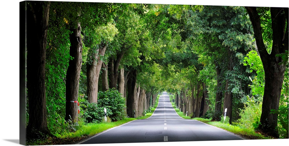 Germany, Mecklenburg-Vorpommern, Road with linden trees.