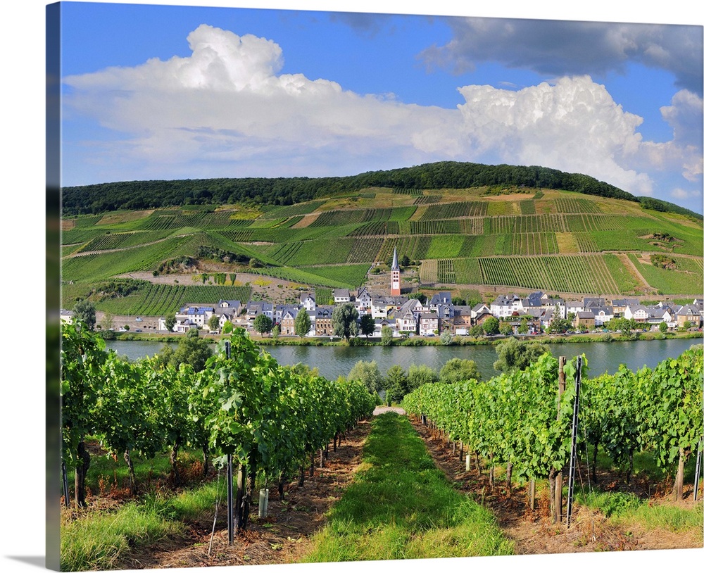 Germany, Rhineland-Palatinate, Moselle Valley, Moselle Wine Route, Zell an der Mosel, Merl, typical vineyards and village ...