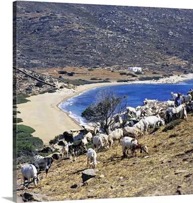 Greece, Aegean islands, Cyclades, Ios island, flock of goats on Cape Kalamos