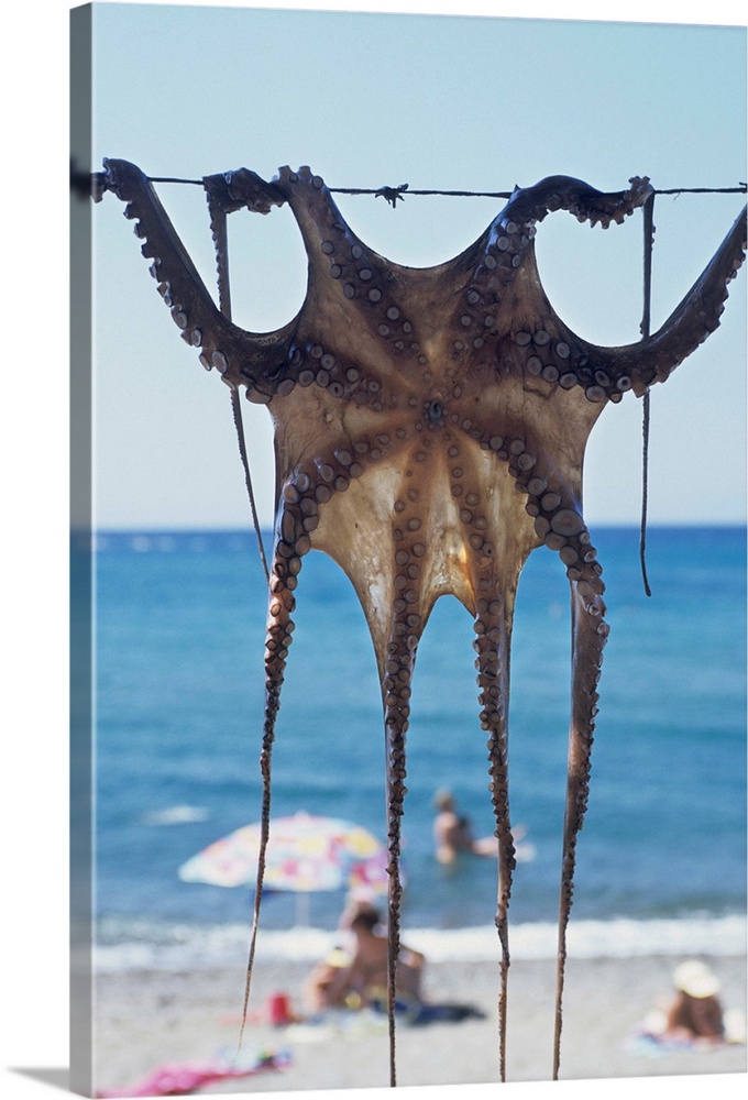 Greece, Aegean Islands, Lesbos, Skala Eressos beach, octopus drying at the sun