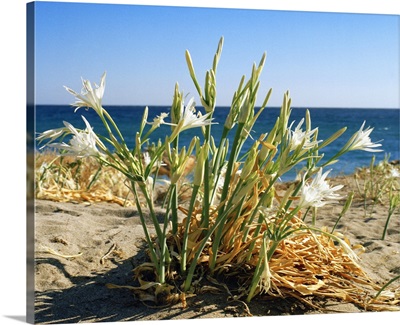 Greece, Carpathos island, Sea daffodil (Pancratium maritimum) at Pigadia bay