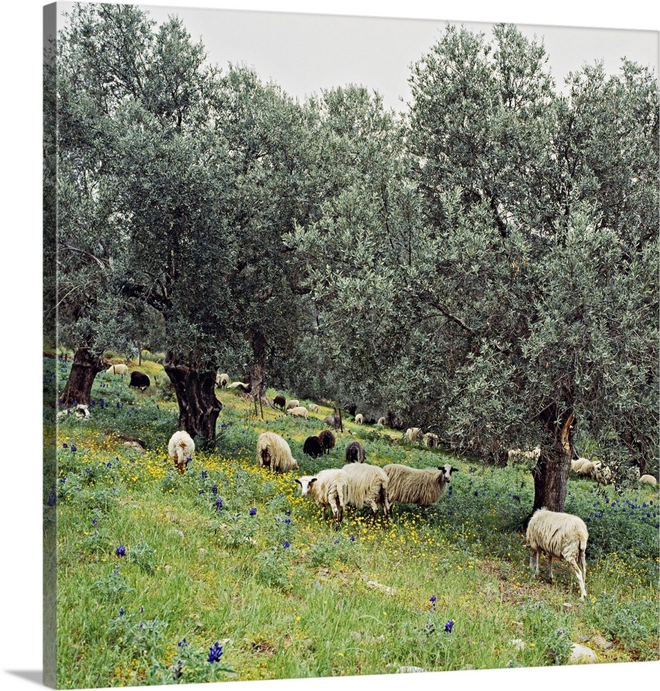 Greece, Crete Island, Crete, Mediterranean area, Travel Destination, Olive grove and sheeps