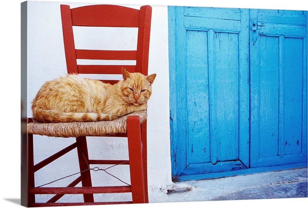Greece, Cyclades, Amorgos island, A cat in the port of Katapola.