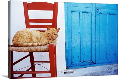 Greece, Cyclades, Amorgos island, A cat in the port of Katapola