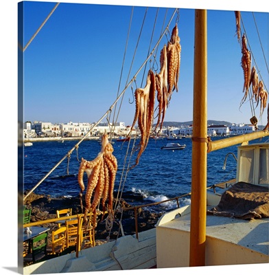 Greece, Cyclades, Mykonos, Dried of octopus
