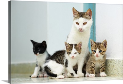 Greece, Cyclades, Santorini island, Street cats