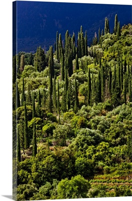 Greece, Ionian Islands, Cephalonia Island, Kefalonia, Typical cypress trees