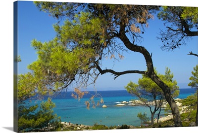 Greece, Macedonia, Chalkidiki, Sithonia, Sarti, beach through the trees