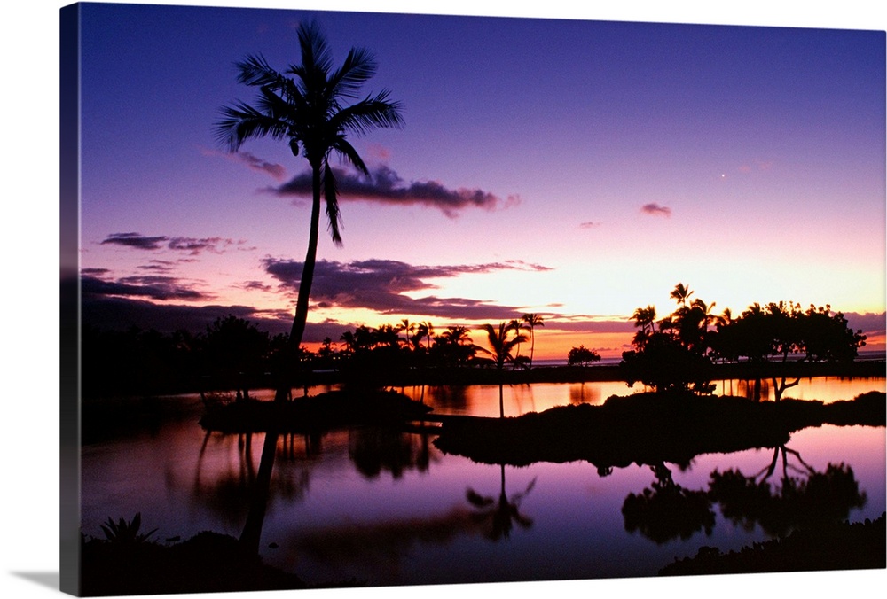 Hawaii, Big Island, Kohala Coast, Palm trees at Mauna Lani Bay Resort