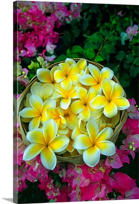 Hawaii, Big Island, Kona, welcome flower at Keauhou Beach resort