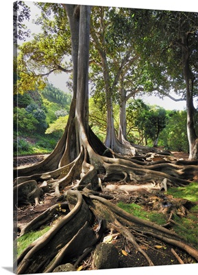Hawaii, Tropics, Kauai island, Allerton Gardens, giant ficus trees