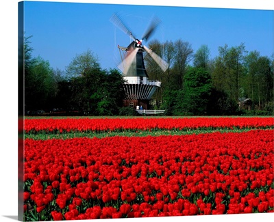 Holland, Lisse, tulip field, windmill