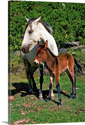 Horse with new born baby mule