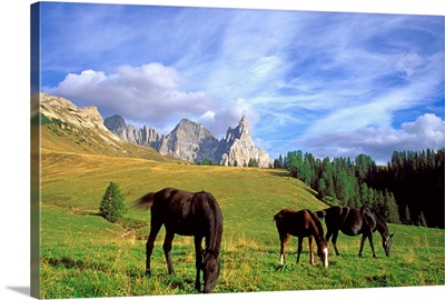Horses (Cimon della Pala mountain in background)