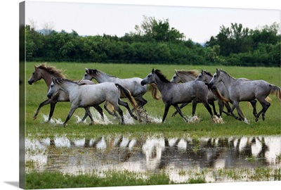 Hungary, Komarom-Esztergom, Babolna, Shagya Arab horses running